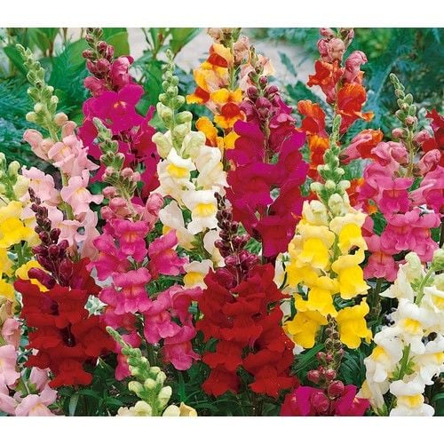 Arzuman Aslan Ağzı Çiçeği 100 Tohum