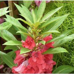Arzuman Türbe Çiçeği (Impatiens Balsamina) Çiçek Tohumu 30 Adet