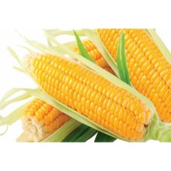 Arzuman Küçük Çiftlik Tatlı Mısır Tohumu 25 gr Hibrit Şeker Mısır