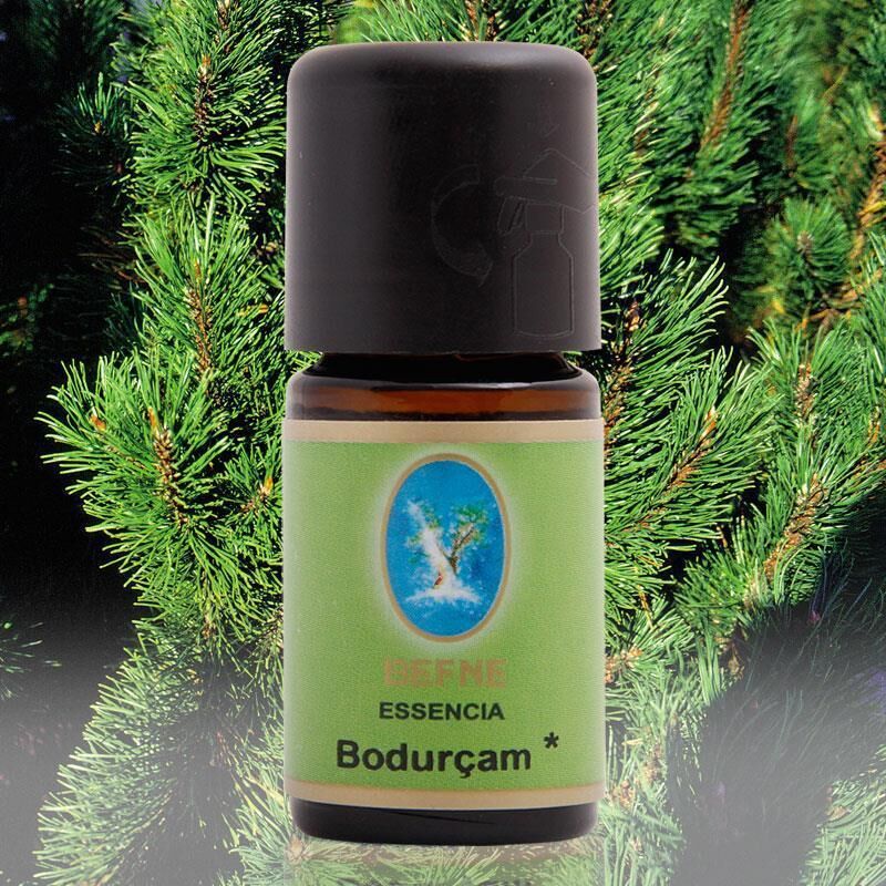 Defne Bodur Çam Yağı 10 ml