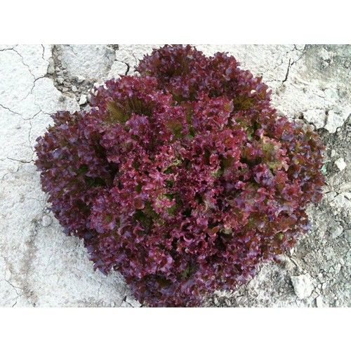 Arzuman Kırmızı Kıvırcık Marul (İthal) Marul 5 Gram