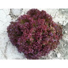Arzuman Kırmızı Kıvırcık Marul (İthal) Marul 5 Gram