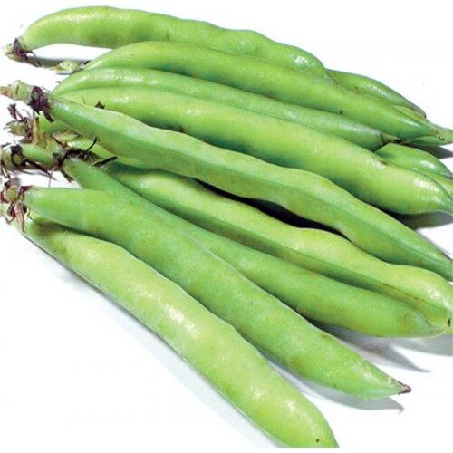 Arzuman Bakla (Sakız) 50 Gram