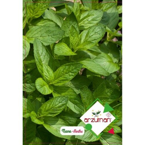 Arzuman Nane 100'lü