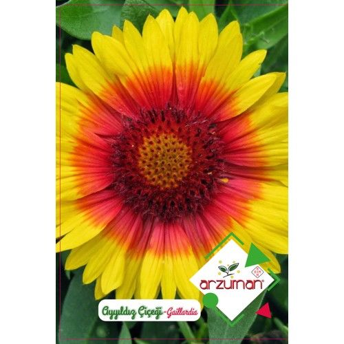 Arzuman Ayyıldız Çiçeği 50'li