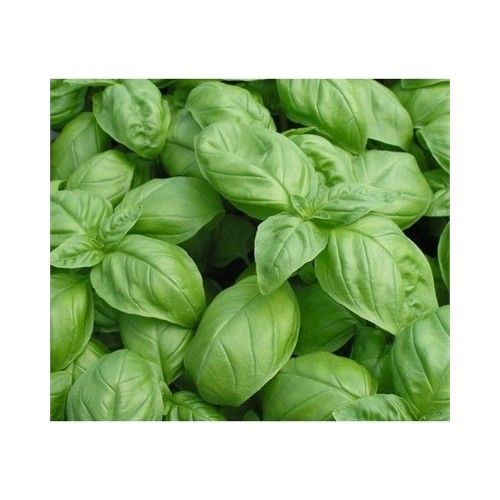 Arzuman Yeşil Fesleğen 100'lü