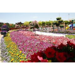 Arzuman Karışık Çiçekler Tohumu (50 Adet) 8-10 Çeşit Çiçek