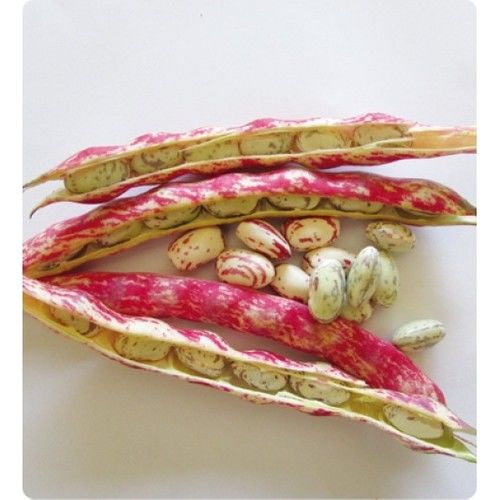 Arzuman Barbunya (Sırık) 50 Gram