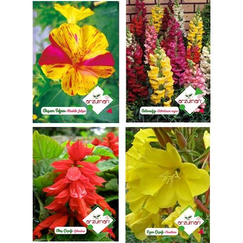 Arzuman Akşam Sefası Aslan Ağzı Ateş Çiçeği Ezan Çiçeği Tohumu