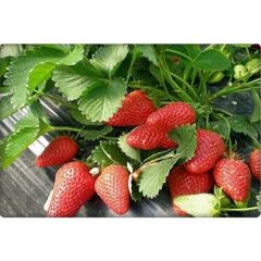 Arzuman Çilek Tohumu (100 Adet)