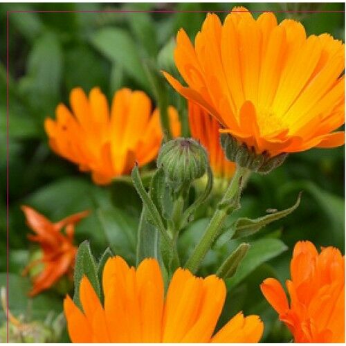 Arzuman Portakal Nergisi Tohumu