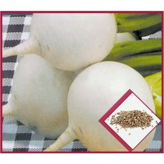 Arzuman Beyaz Turp Sebze Tohumu