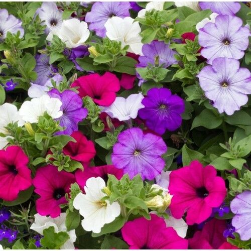 Arzuman Petunya 100 Tohum
