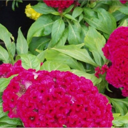 Arzuman Horozibiği 100'lü