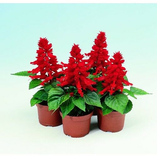 Arzuman Ateş Çiçeği (Salvia Splendes) 30 Adet