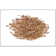 Arzuman Dereotu Tohumu (25 Gr)