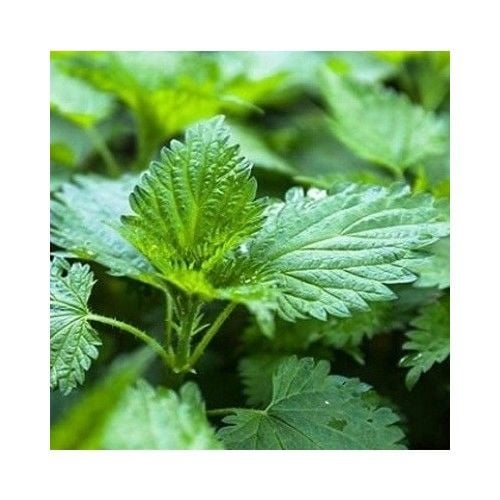 Arzuman Doğal Isırgan Otu Tohumu 100 'lü