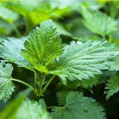 Arzuman Doğal Isırgan Otu Tohumu 100 'lü