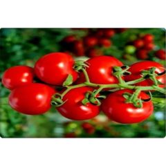 Arzuman Cherry Domates Tohumu (PINPON)(250 Adet)