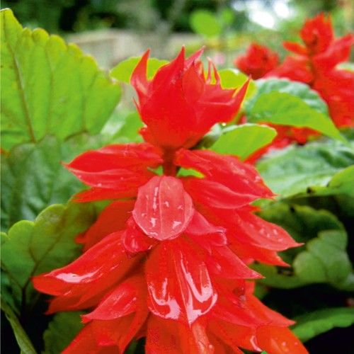Arzuman Ateş Çiçeği (Salvia Splendens) Çiçek Tohumu 30 Adet