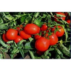 Arzuman Armut Domates (Salçalık Domates) Rio grande (10 gr)