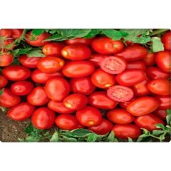 Arzuman Armut Domates (Salçalık Domates) Rio grande (10 gr)