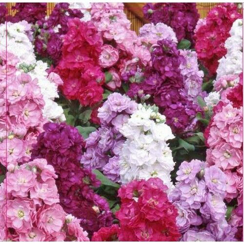 Arzuman Şebboy Tohumu 100 Adet