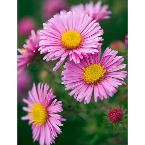 Arzuman Dilber Kirpiği (Aster) 50 Adet