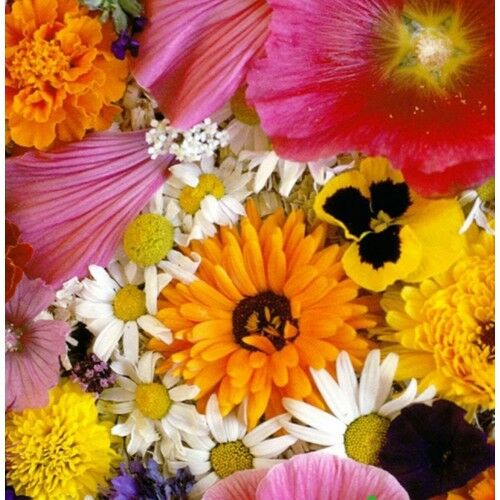 Arzuman Karışık Çiçekler 50 Tohum