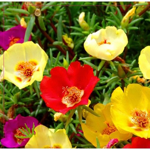 Arzuman İpek (Şellaki) Tohumu 100 Adet