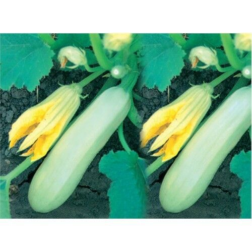 Kabak Sakız Tohumu (10 Gr)