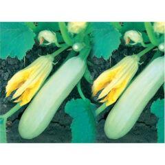 Kabak Sakız Tohumu (10 Gr)