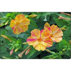 Arzuman Akşam Sefası Tohumu (25 Adet) Karışık Renk