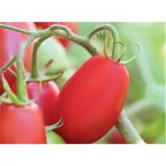 Domates Rıo Grande Tohumu (5 Gr)
