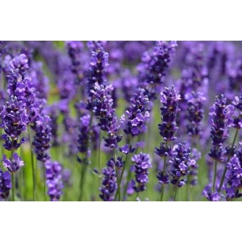 Arzuman Lavanta Tohumu 100 Adet