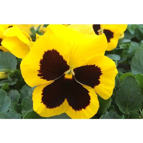 Arzuman Hercai Menekşe 100 Tohum