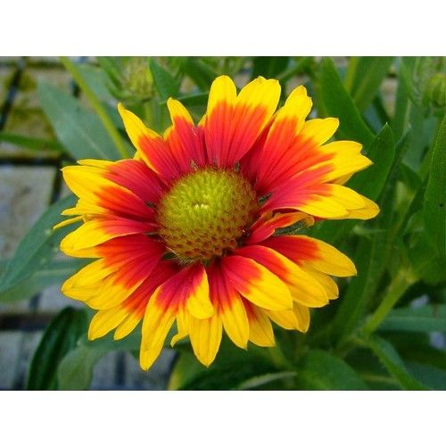 Arzuman Ay Yıldız (Gaıllardıa) 50 Adet