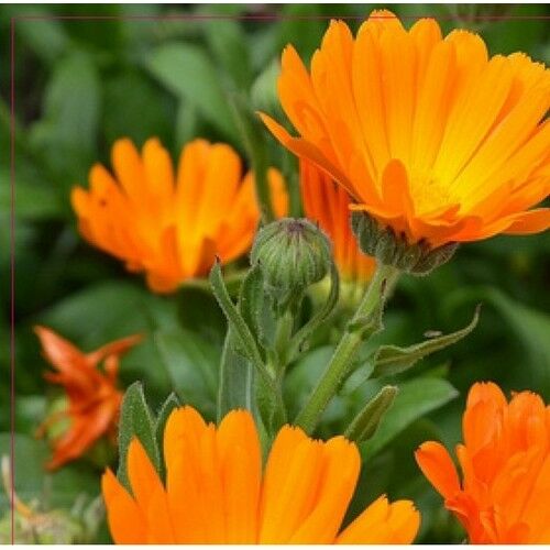 Arzuman Portakal Nergisi 30'lu