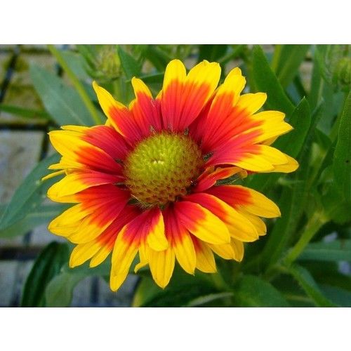 Arzuman Ayyıldız Çiçeği 50'li