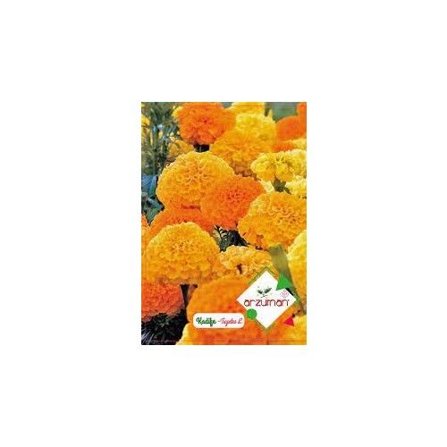 Arzuman Kadife Tohumu (100 Adet)