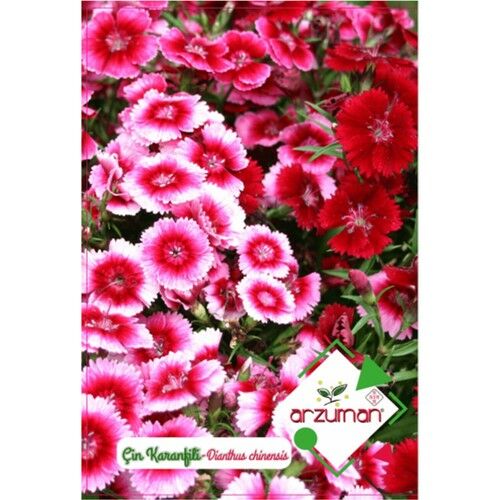 Arzuman Çin Karanfili Tohumu 100'lü