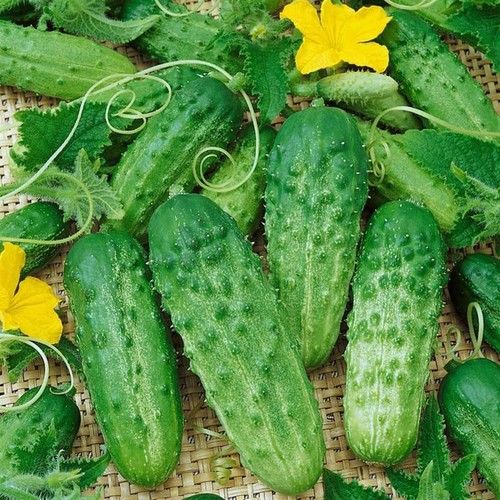 Arzuman Kornişon Salatalık 100 Adet