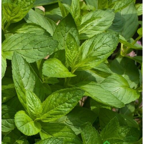 Arzuman Nane 100 Tohum