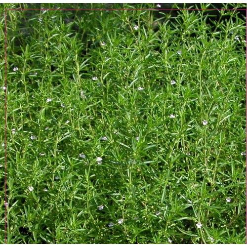 Arzuman Kekik Tohumu 100 Adet