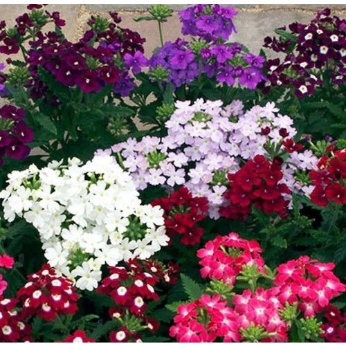 Arzuman Mine Çiçeği 50 Tohum