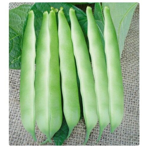 Arzuman Fasulye (Oturak) 50 Gram