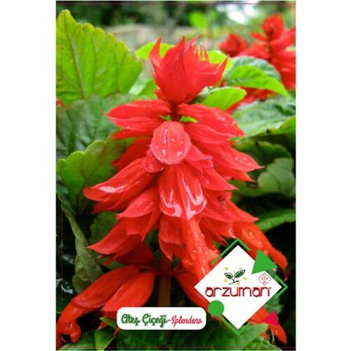 Arzuman Ateş Çiçeği Salvia Splendes 30'lu