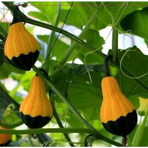 Arzuman Süs Kabağı Tohumu 10 Adet