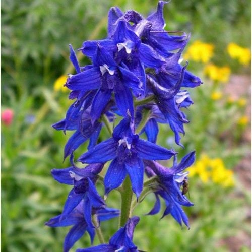 Arzuman Hazeran Çiçeği 30 Tohum