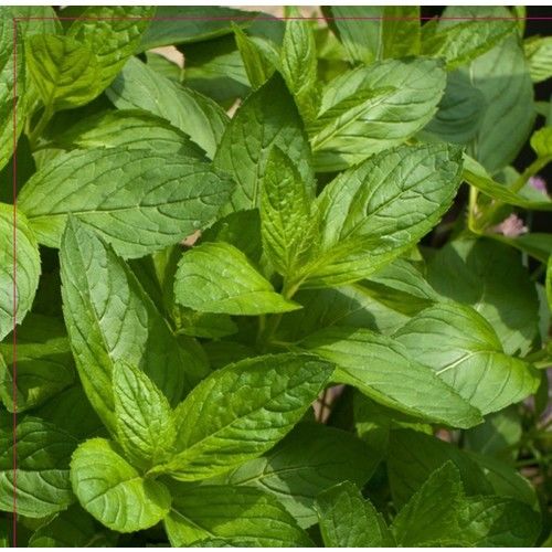 Arzuman Nane Tohumu 100 Adet